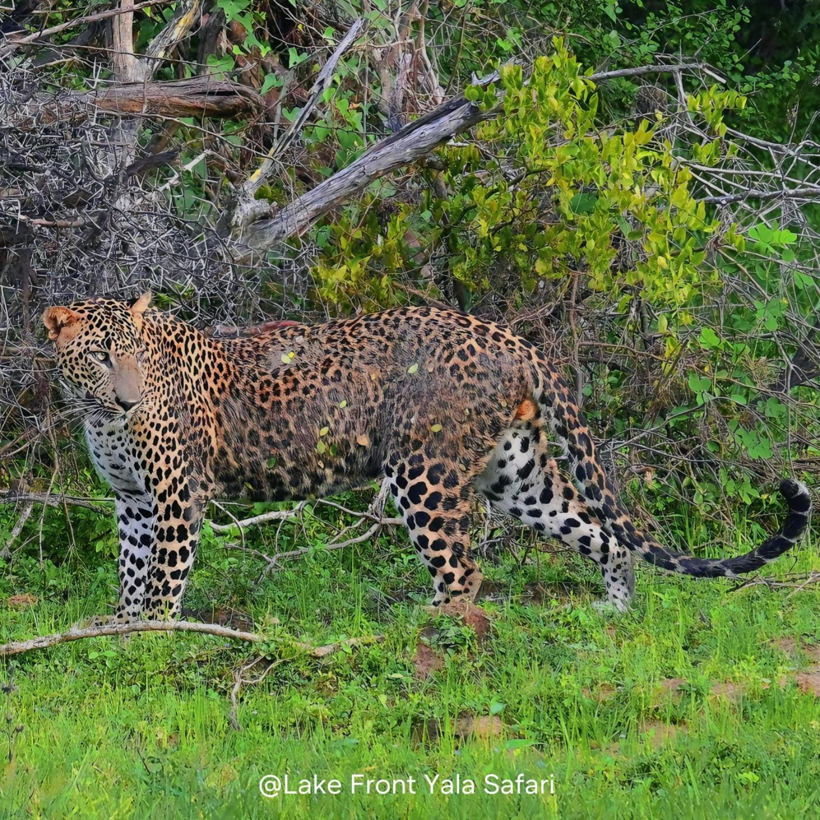 Lake Front Yala Safari Kataragama Dış mekan fotoğraf