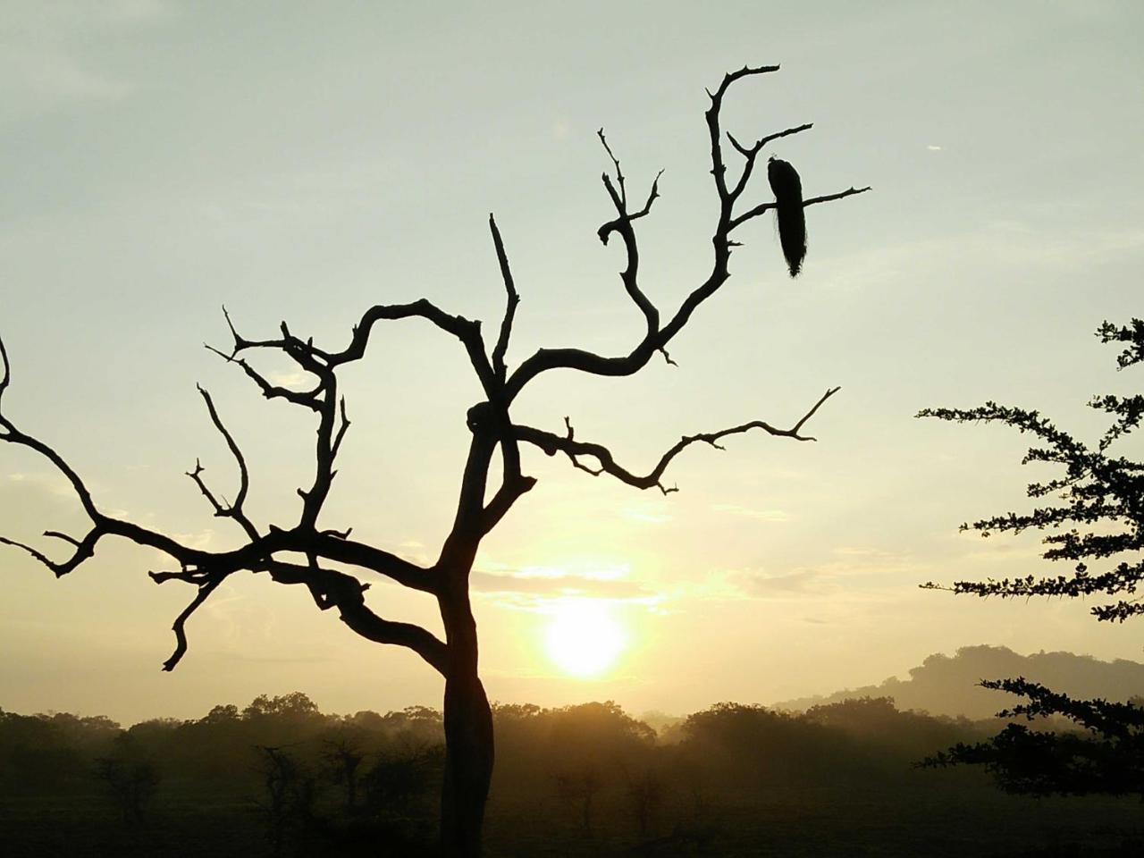 Lake Front Yala Safari Kataragama Dış mekan fotoğraf